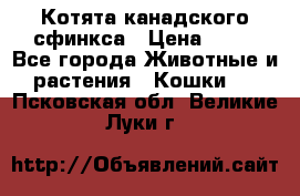 Котята канадского сфинкса › Цена ­ 15 - Все города Животные и растения » Кошки   . Псковская обл.,Великие Луки г.